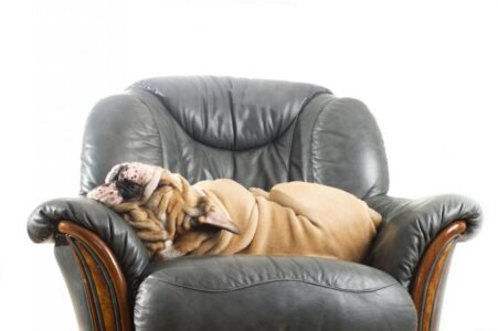 DogCouch