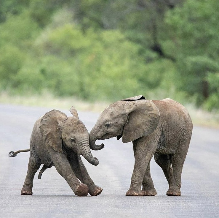 ADDO Elephant National Park