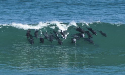 Dolphins riding the waves